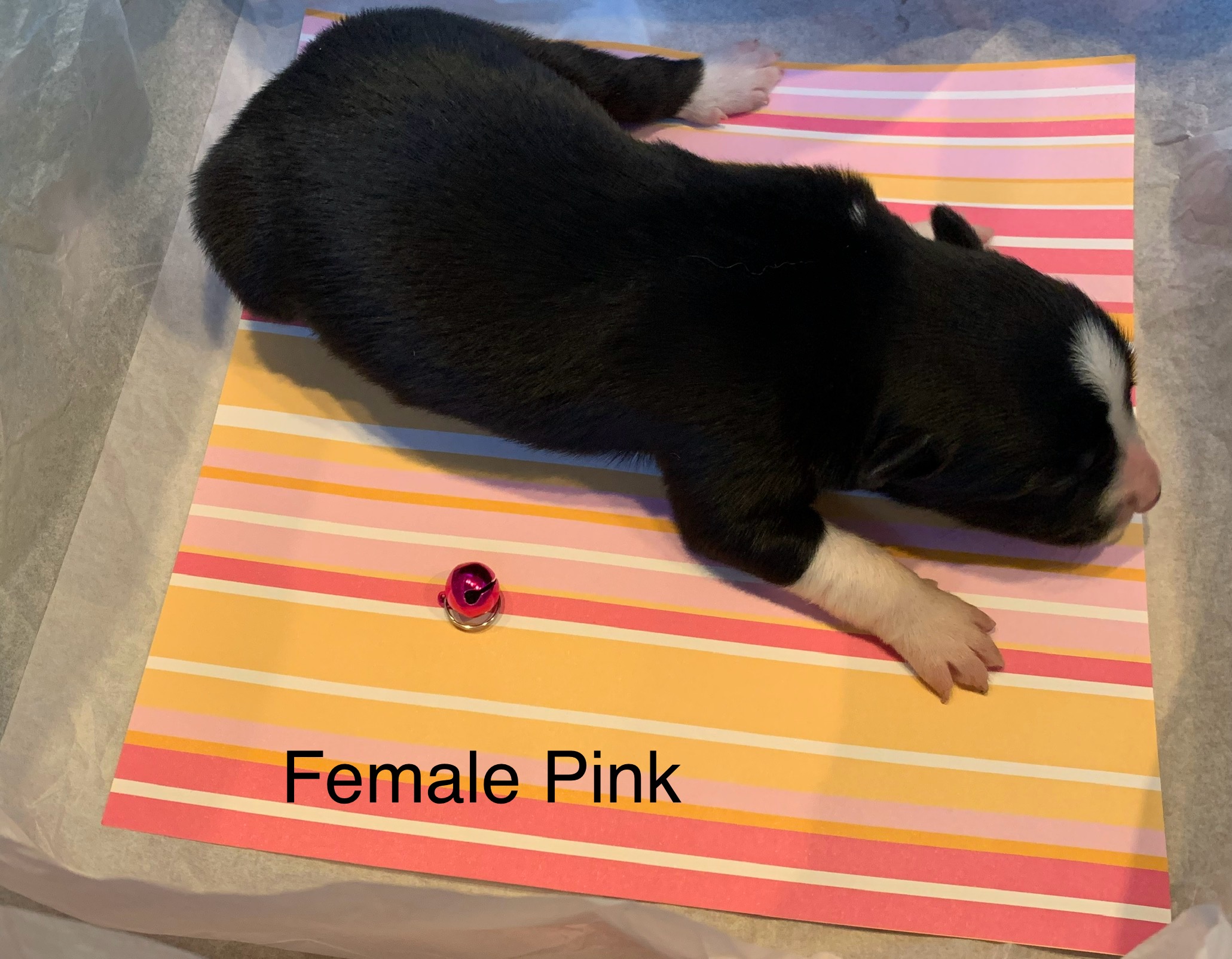 2 Pink Female.jpg