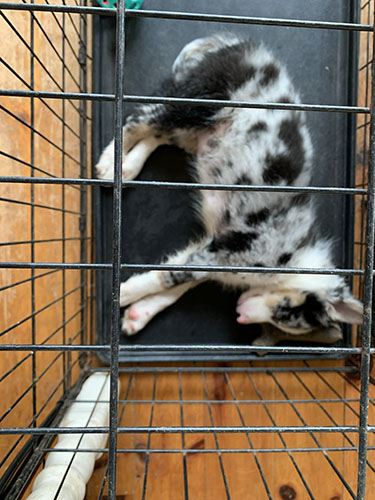 puppy 8 outside