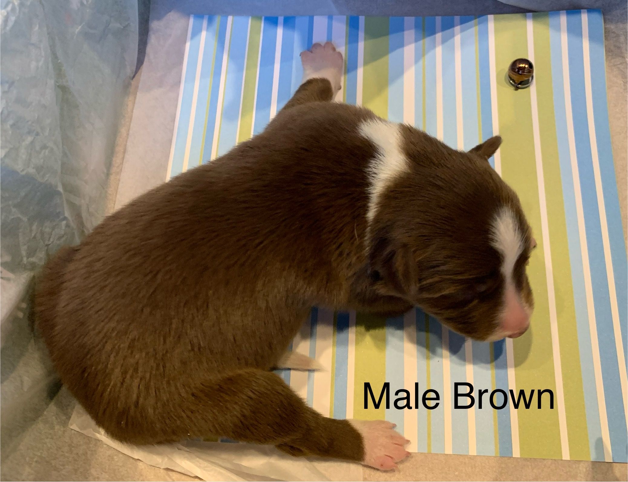 9 Brown Male.jpg