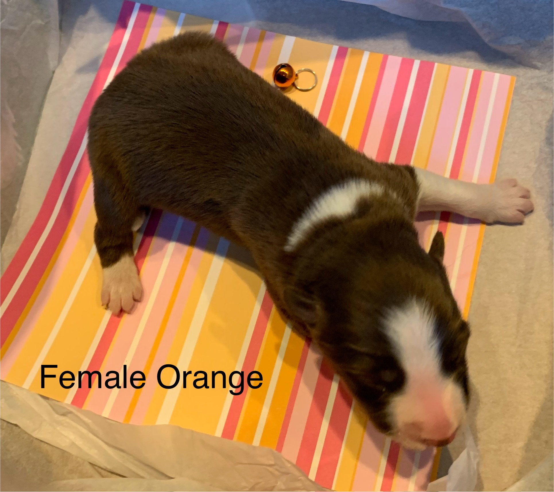 8 Orange Female.jpg