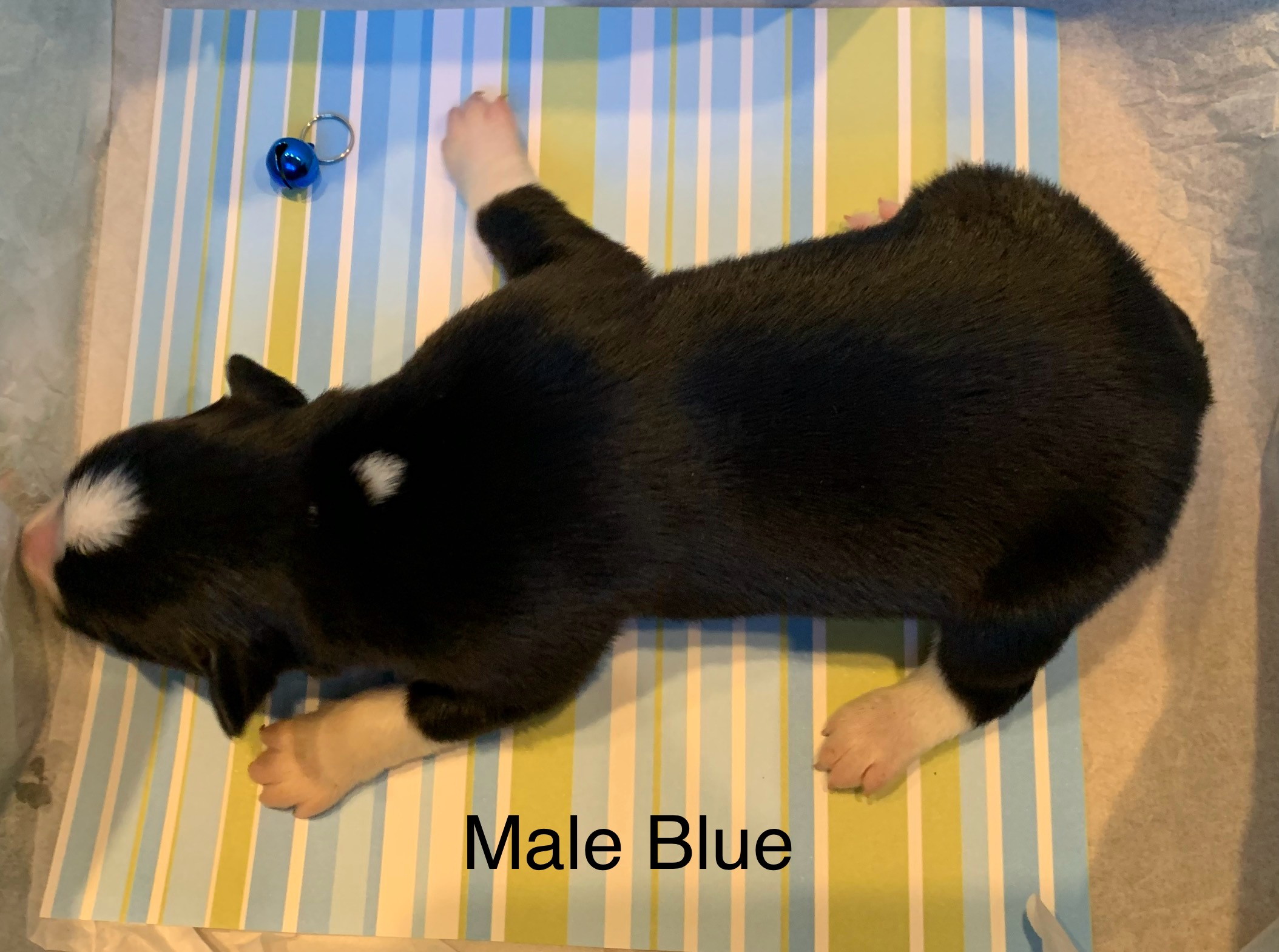 7 Blue Male.jpg